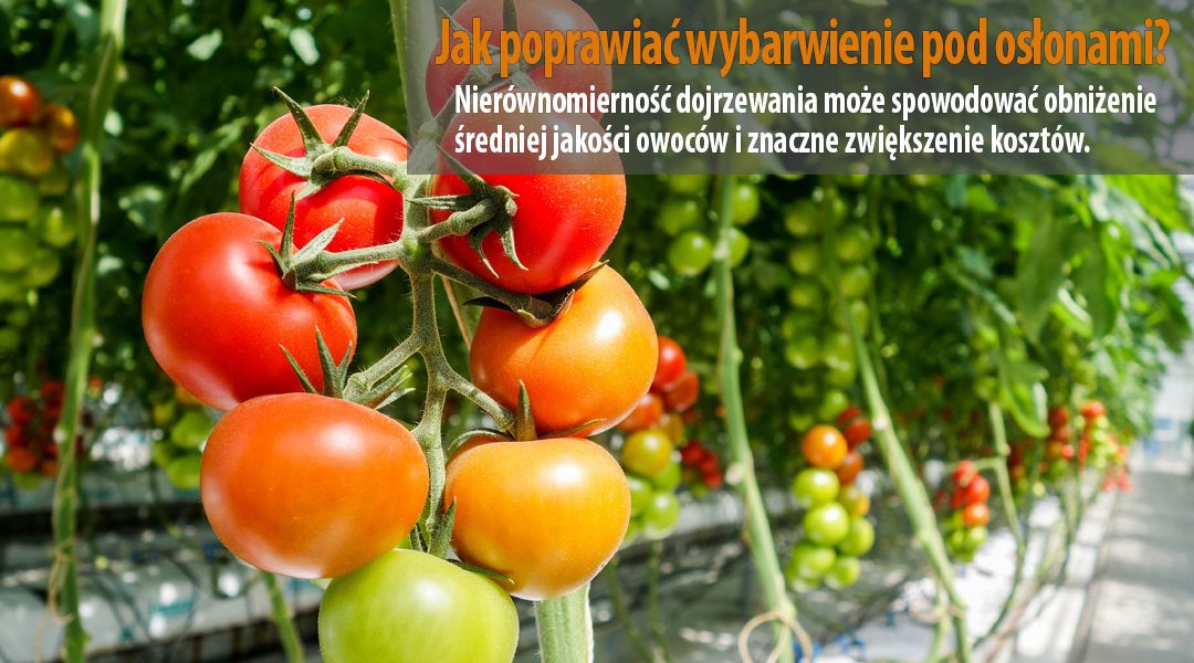 Poprawa wybarwienia i dojrzałości owoców i warzyw pod osłonami