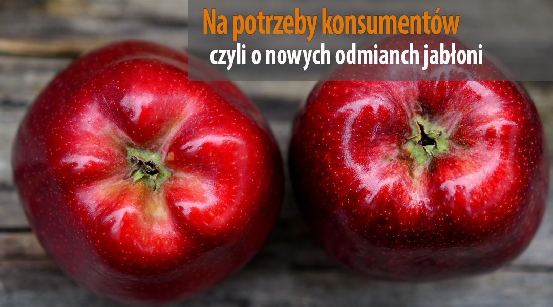 Na potrzeby konsumentów czyli o nowych odmianach jabłoni