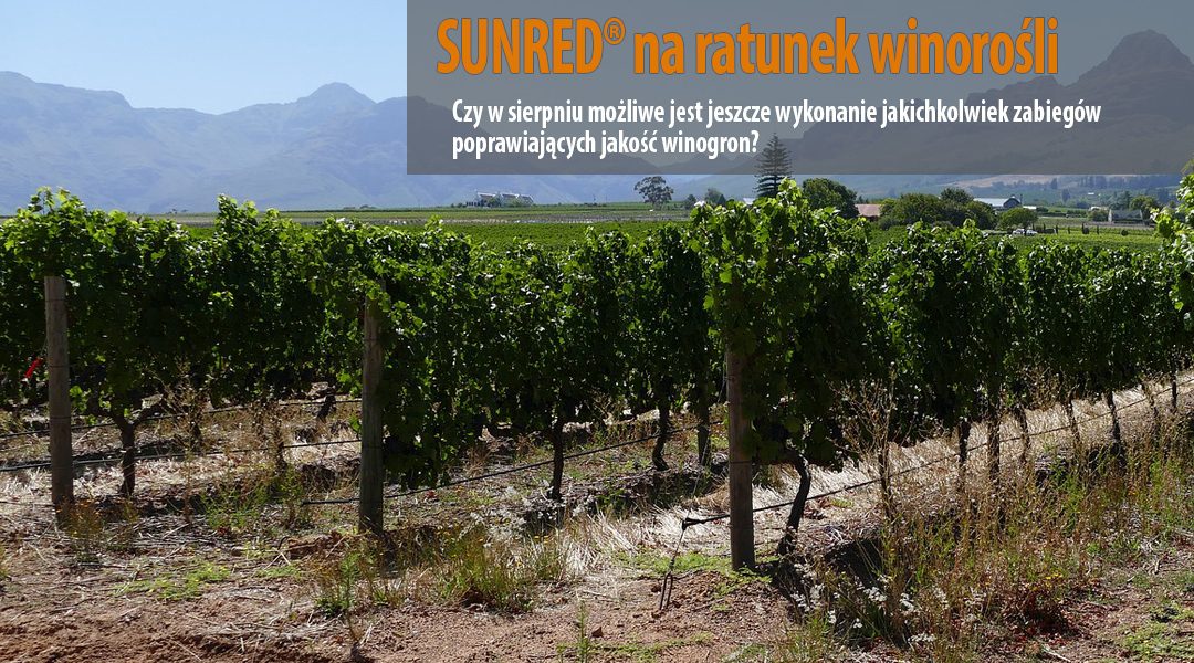 Sunred na ratunek winorośli