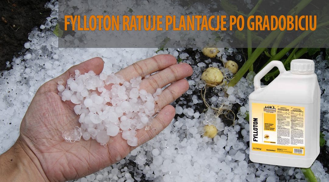 Fylloton ratuje plantacje po gradobiciu