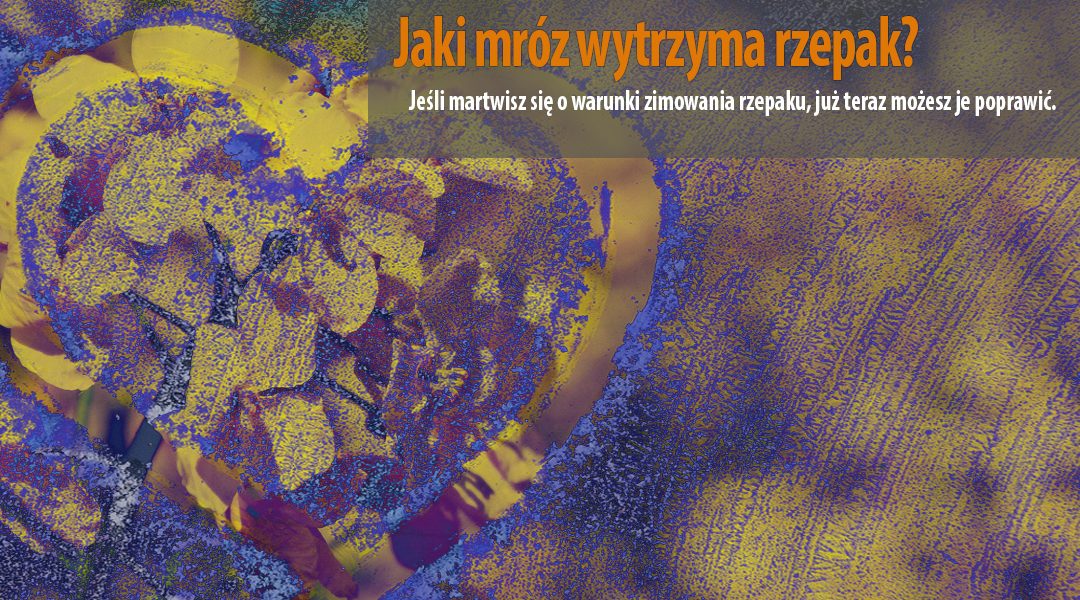 Jaki mróz wytrzyma rzepak