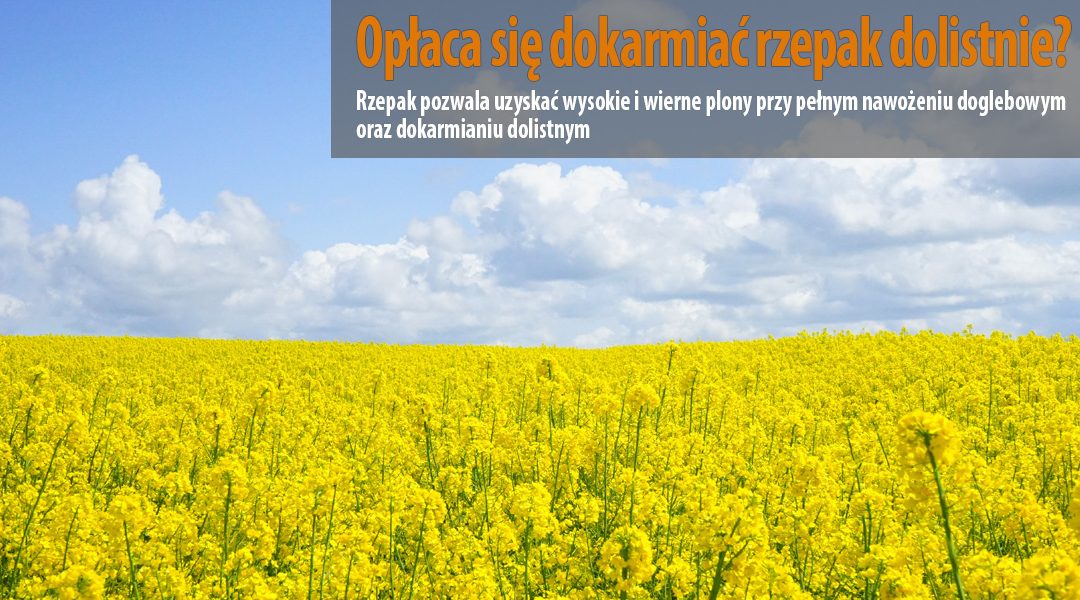 Opłaca się dokarmiać rzepak dolistnie?