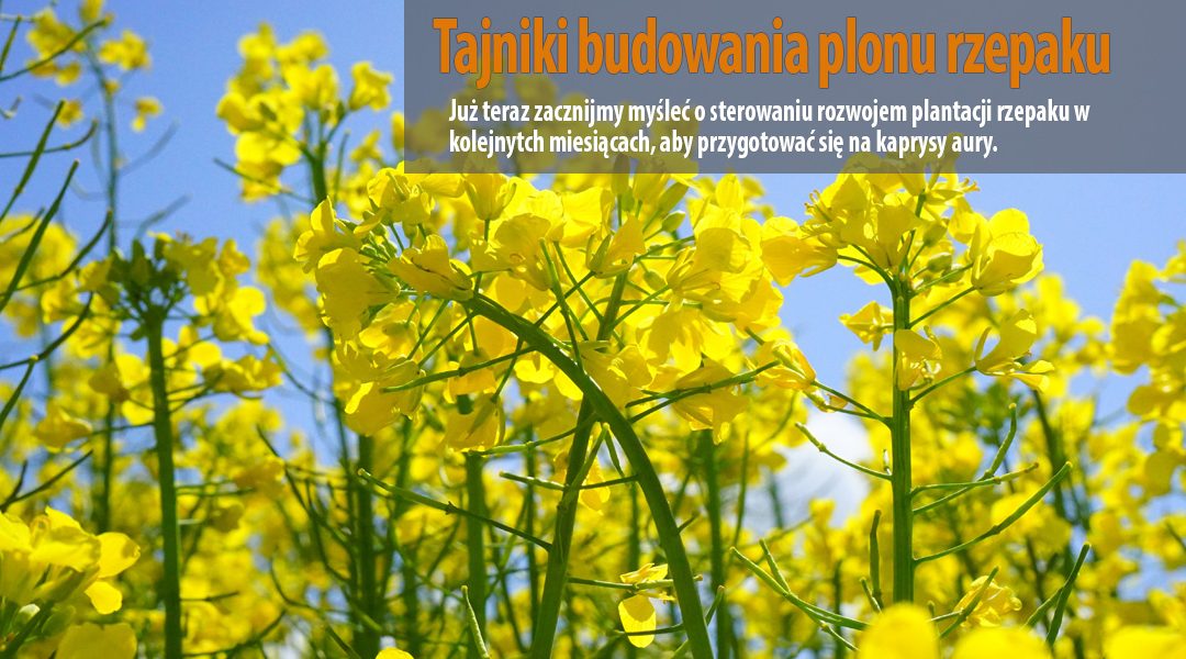 Tajniki budowania plonu rzepaku