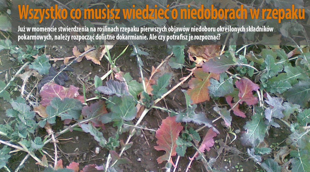 Wszystko co musisz wiedzieć o niedoborach w rzepaku