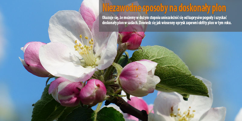 Niezawodne sposoby na uzyskanie doskonałego plonu w sadach