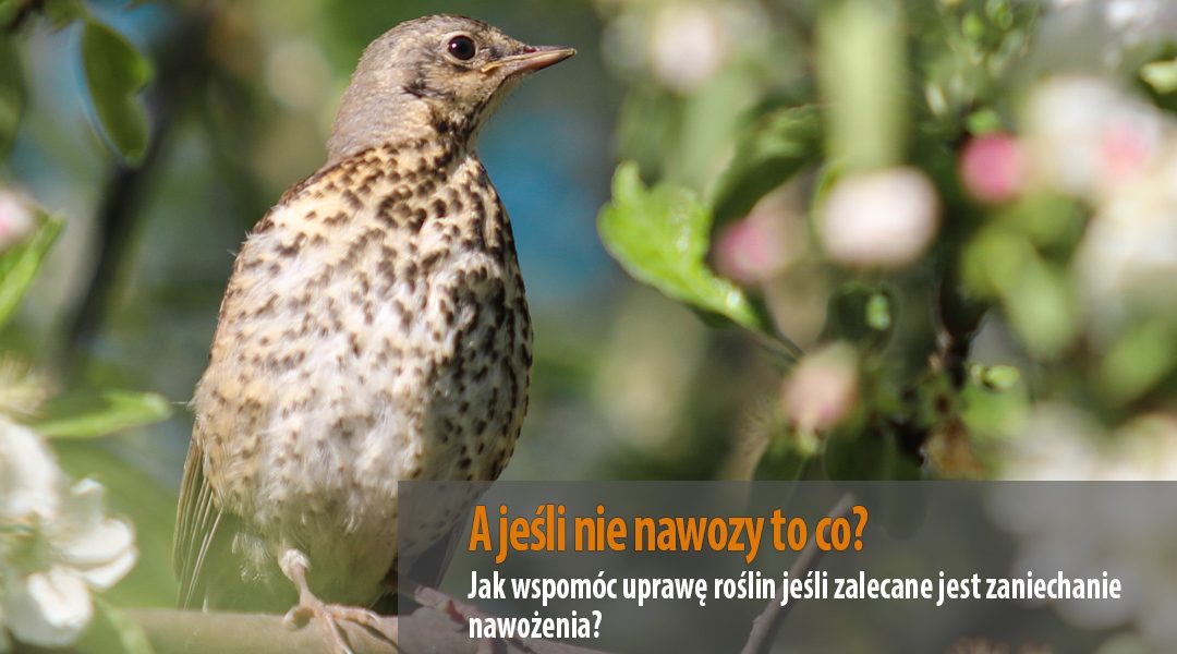 A jeśli nie nawozy to co, czyli jak wspomóc uprawę roślin?