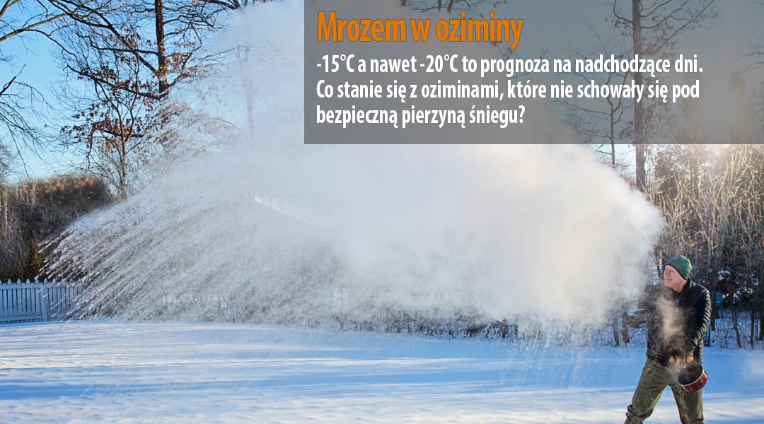 Mrozem w oziminy