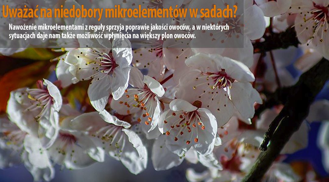 Uważać na niedobory mikroelementów w sadach?