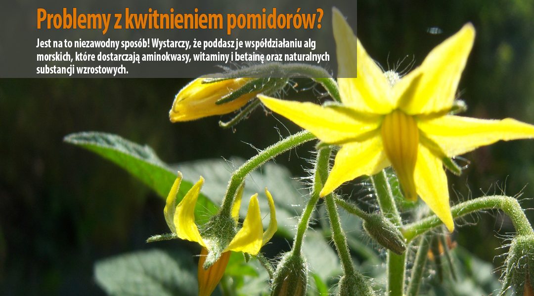 Problemy z kwitnieniem pomidorów? Jest na to niezawodny sposób!