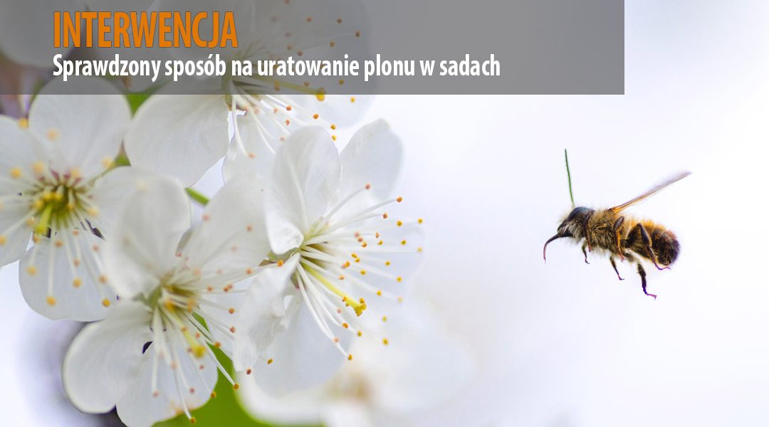 Sprawdzony sposób na uratowanie plonu w sadach