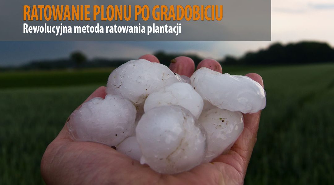 Rewolucyjna metoda na ratowanie plantacji po gradobiciu
