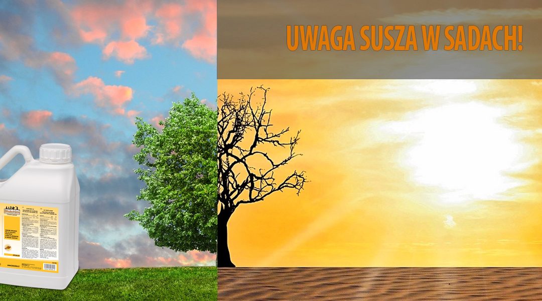 Grozi nam susza w sadach ale jest na nią sposób!