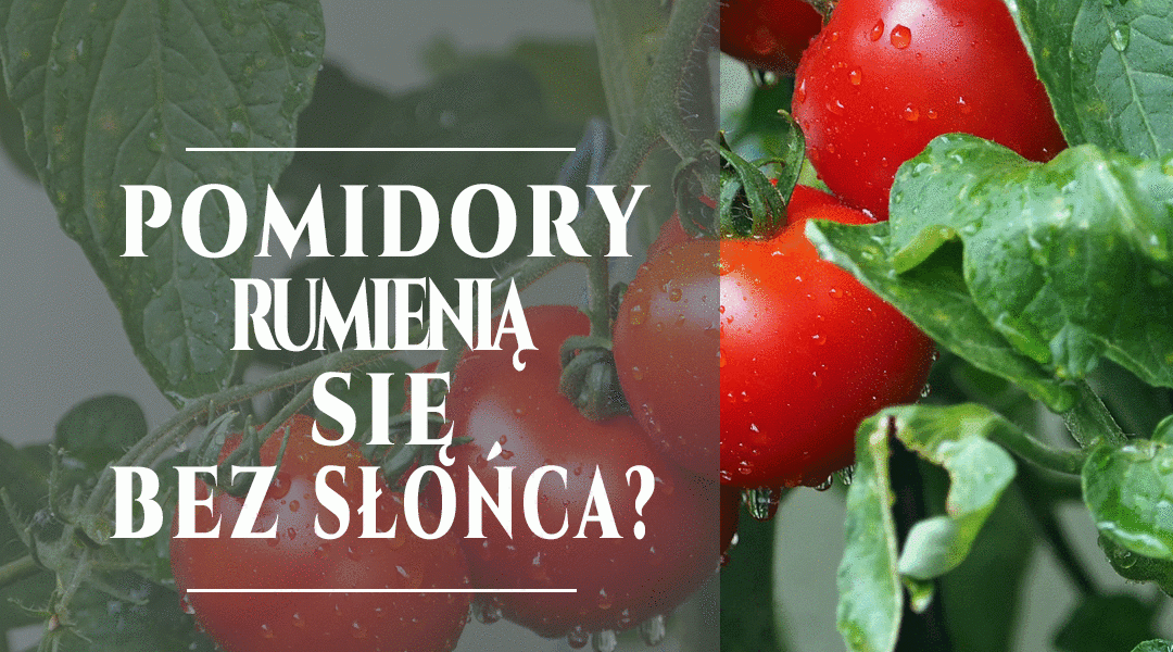 3 powody, dla których pomidory rumienią się bez słońca … i nie tylko