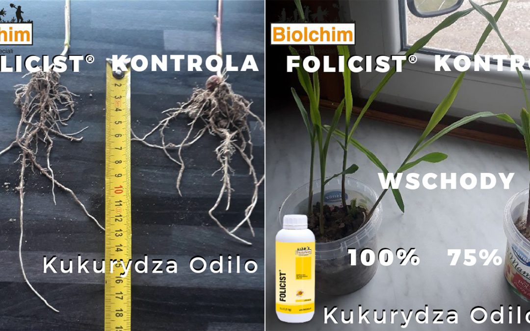 Dlaczego warto zaprawiać nasiona?