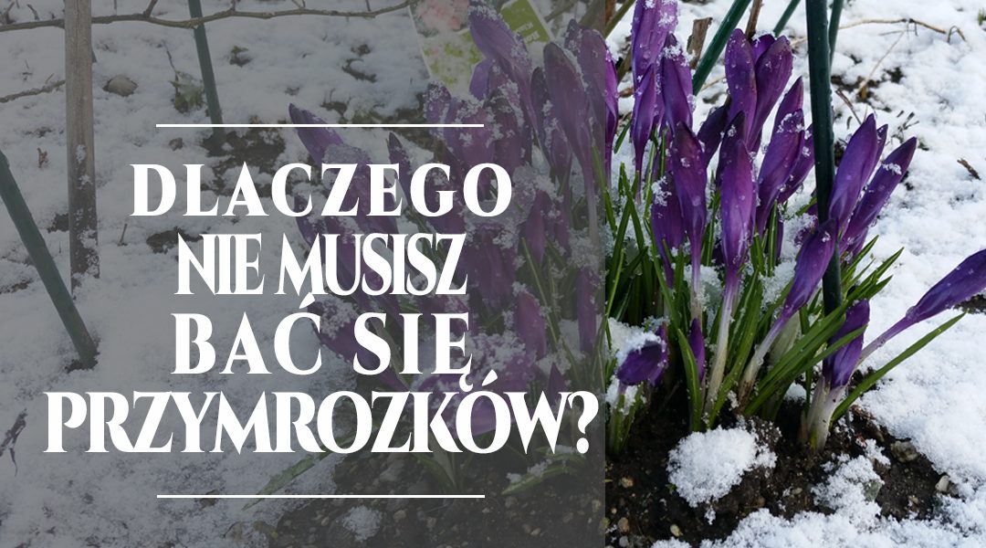 Dlaczego z nami nie musisz się obawiać przymrozków?