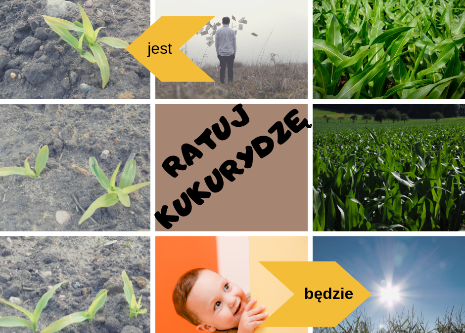 Ratuj kukurydzę! Czy już wiesz jak bardzo zaszkodziło jej ochłodzenie?