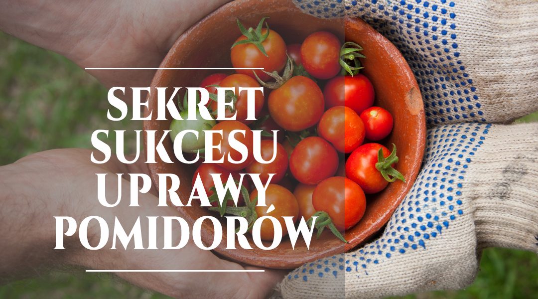 Ujawniamy sekret sukcesu uprawy pomidorów!
