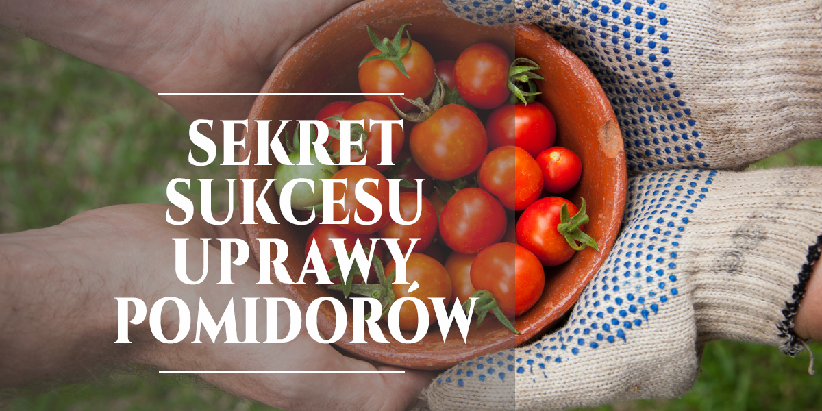 sekret sukcesu