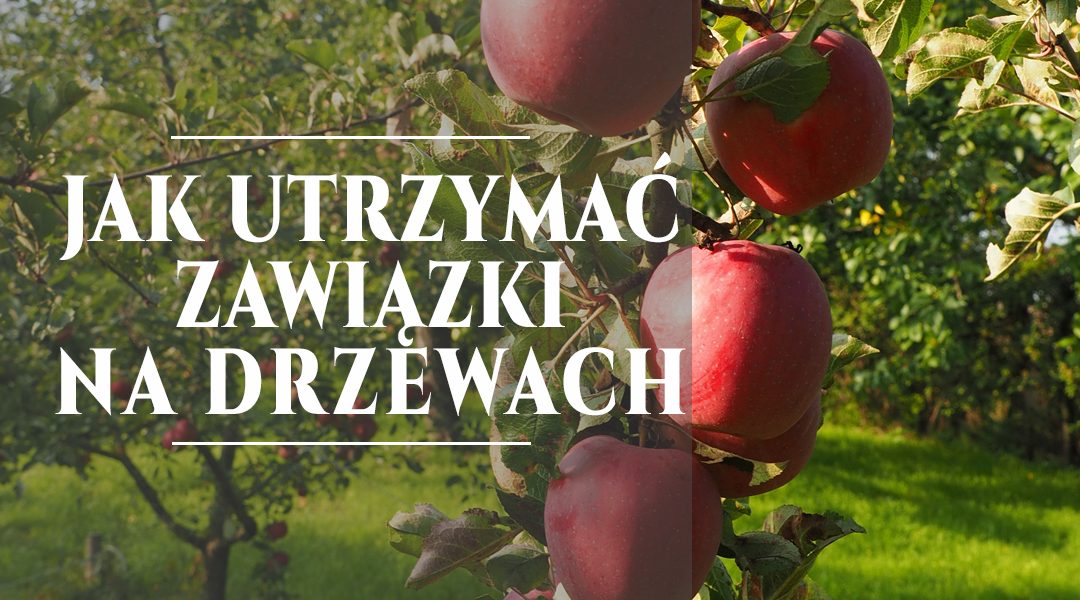 Jak utrzymać zawiązki na drzewach?