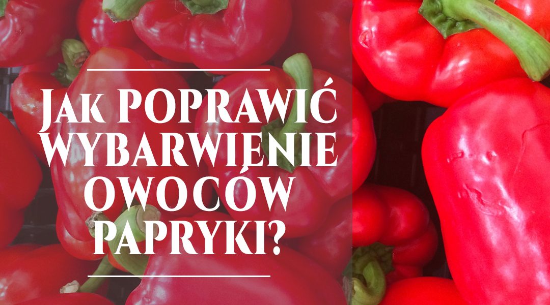 Jak poprawić wybarwianie się owoców papryki?
