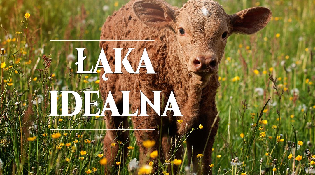 Łąka idealna czyli o regeneracji runi łąk i pastwisk