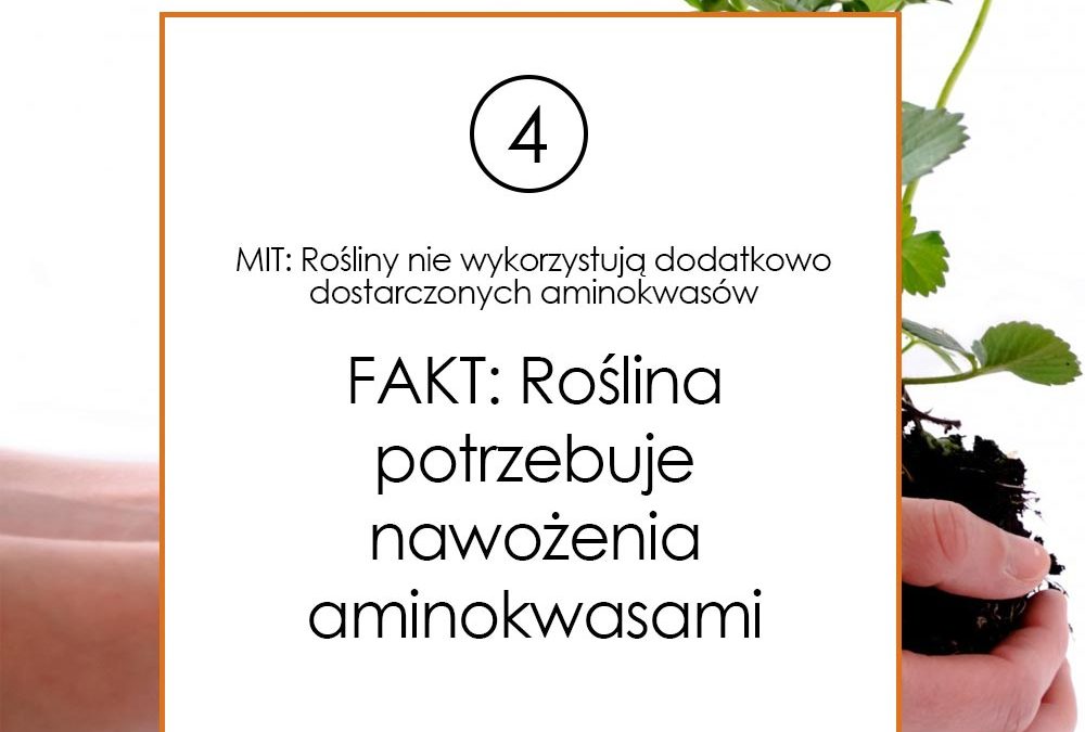 Roślina potrzebuje nawożenia aminokwasami