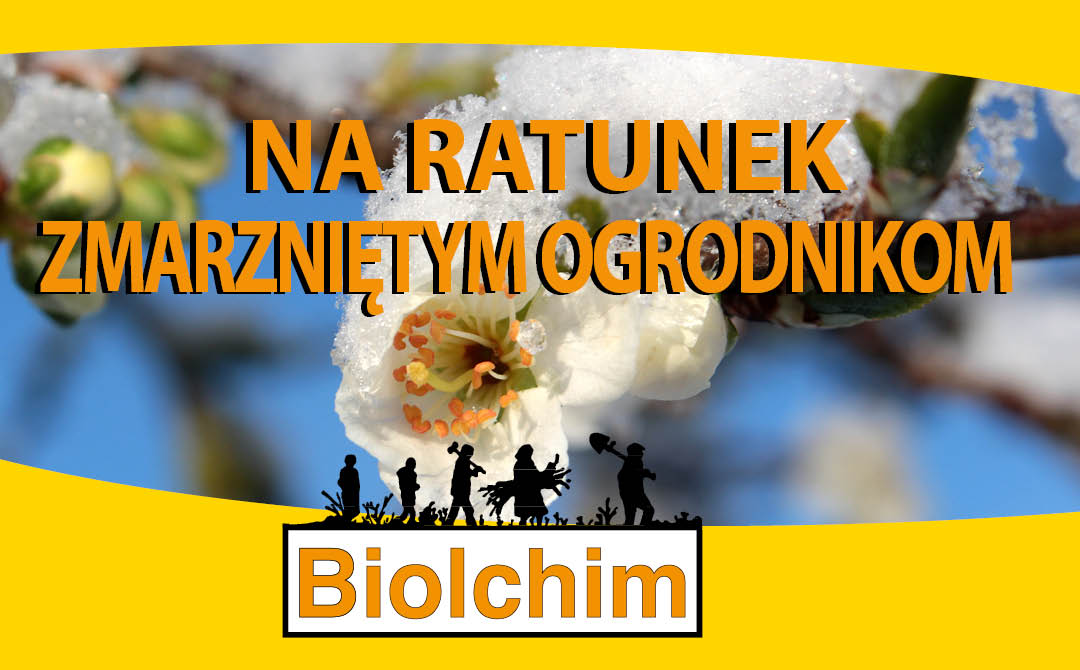 Na ratunek zmarzniętym ogrodnikom