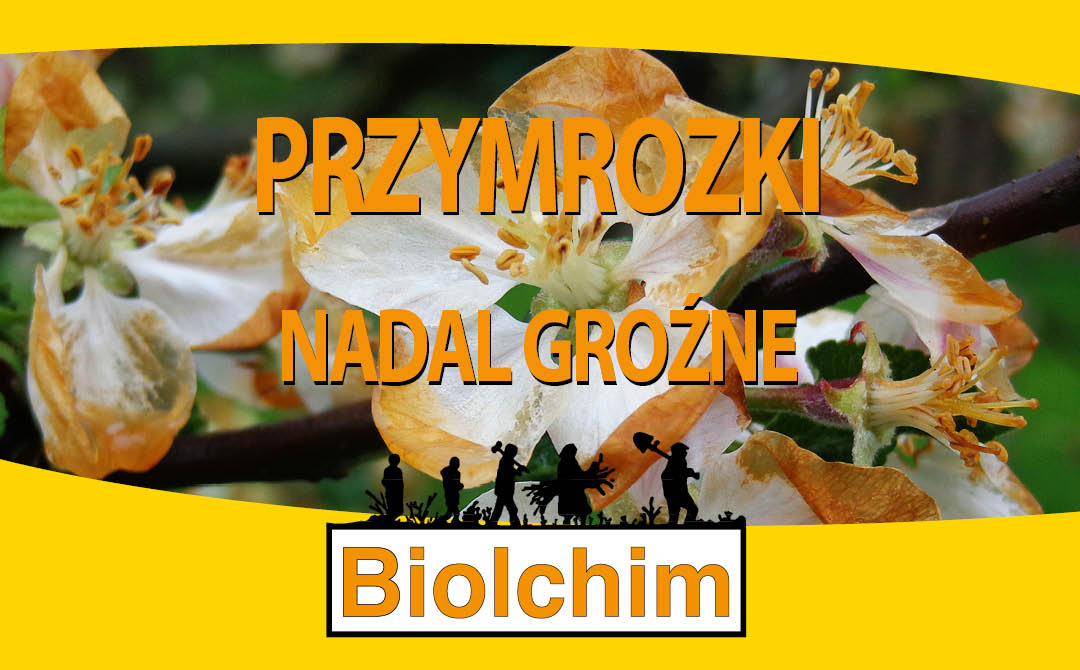 Przymrozki nadal groźne