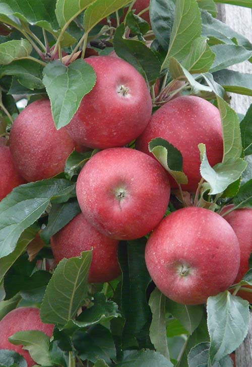 apples