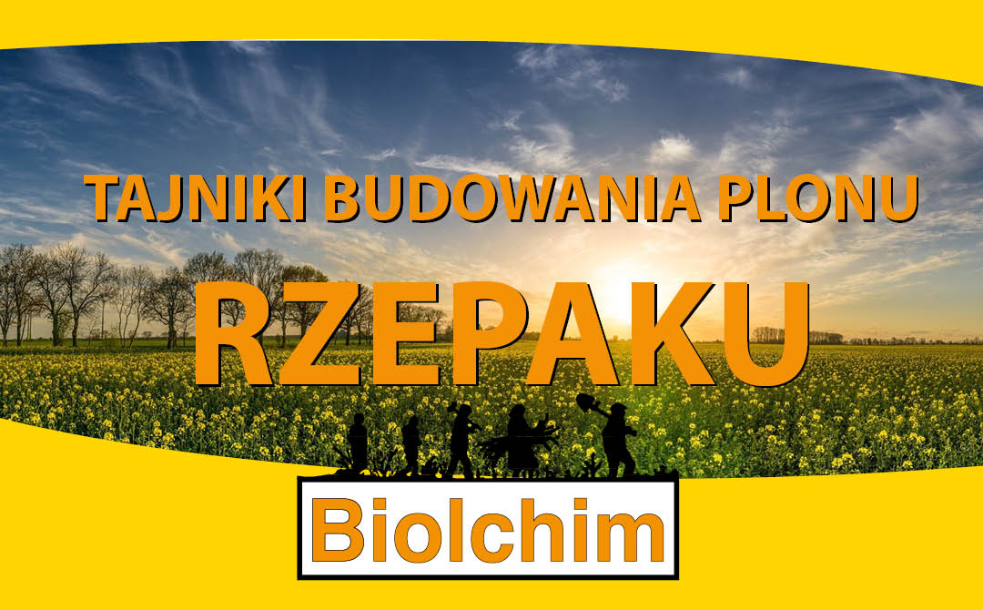Tajniki budowania plonu rzepaku