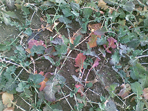 niedobory_1