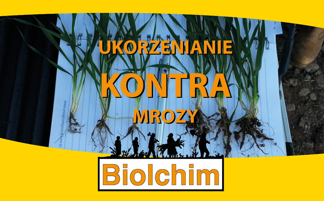 Ukorzenianie kontra mrozy