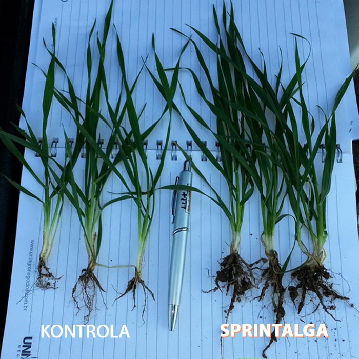 rosliny_sprintalga_kontrola